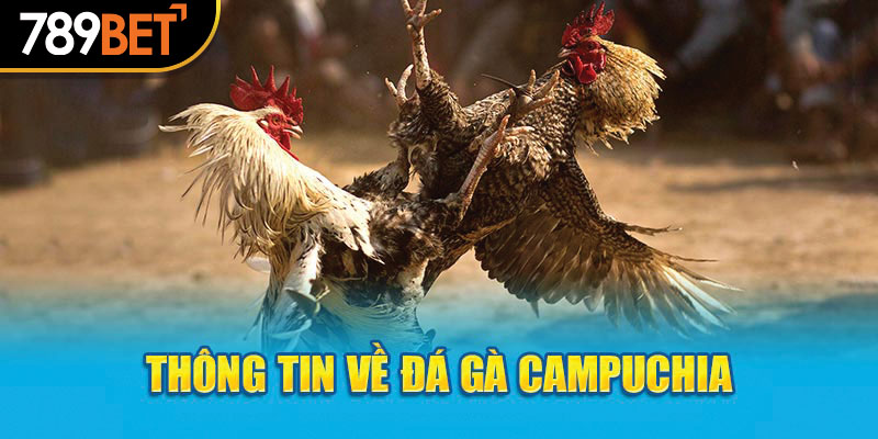 Thông tin về đá gà Campuchia