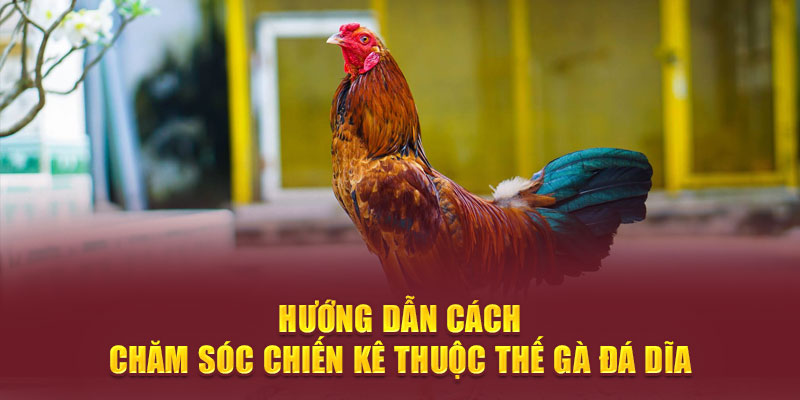 Hướng dẫn cách chăm sóc chiến kê thuộc thế gà đá dĩa